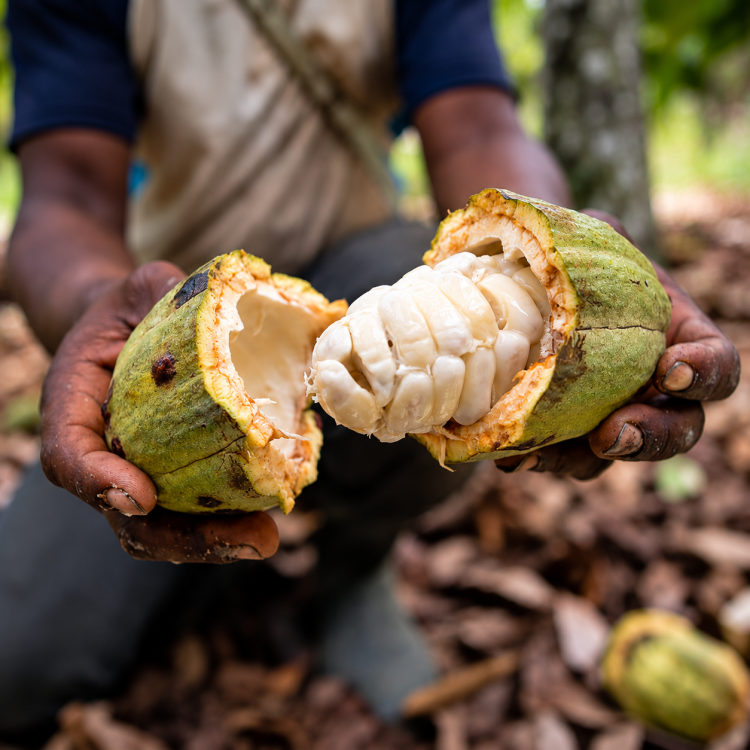 Jus de pulpe de cacao, une façon rafraîchissante de découvrir le fruit du cacaoyer.