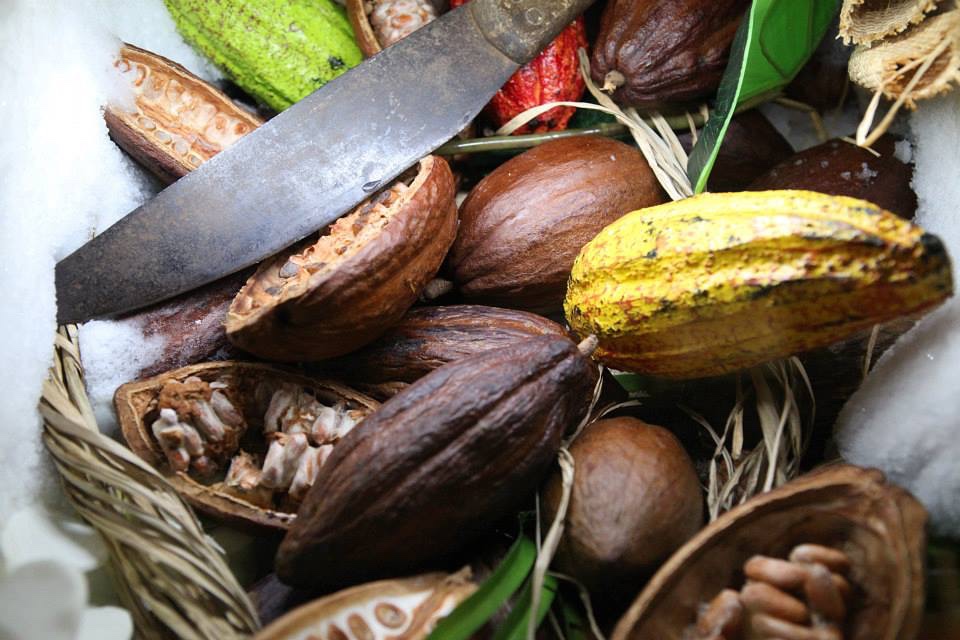 Notre collection de chocolats bio La garantie d'une agriculture raisonnée
